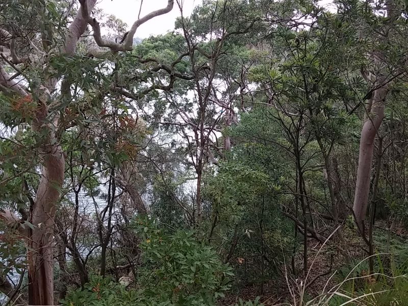 Looking down towards Middle Harbour