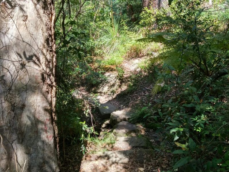 Northbridge Park Bushland Walking Track