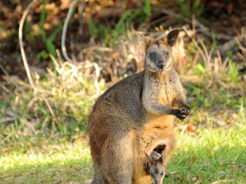 Swamp Wallaby Wallabia Bicolor (11)