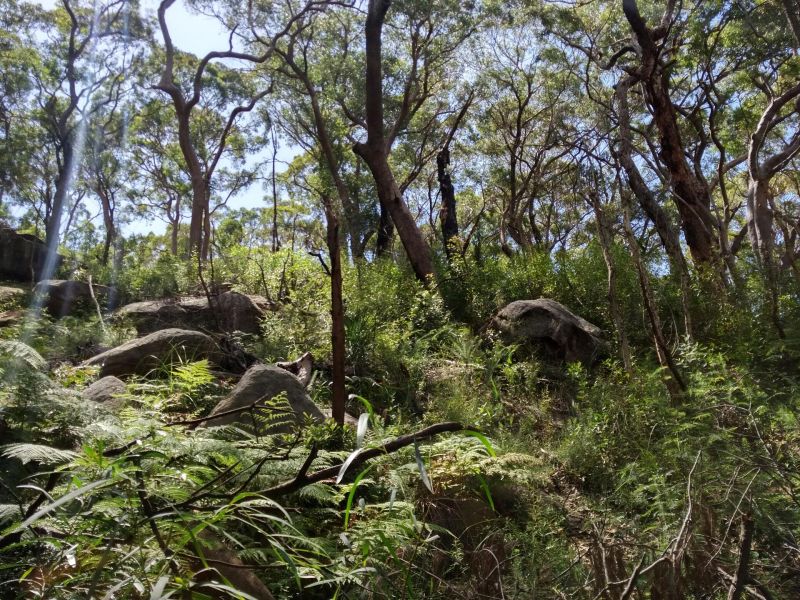 Northbridge Park Bushland