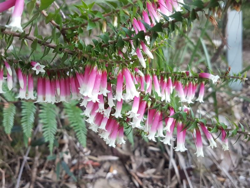 Epacris longiflora.jpg