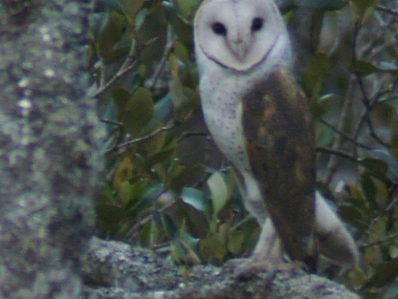Barn owl Mowbray Park 25th oct 2013 2 dion Pou