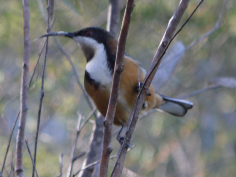 Eastern Spinbill.JPG