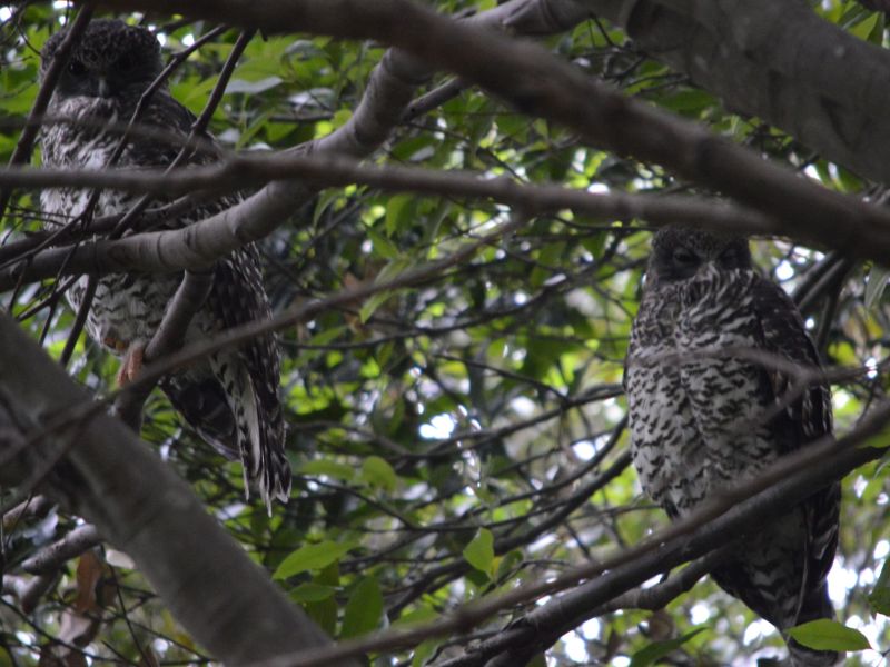 Pair of Powerful Owls.JPG