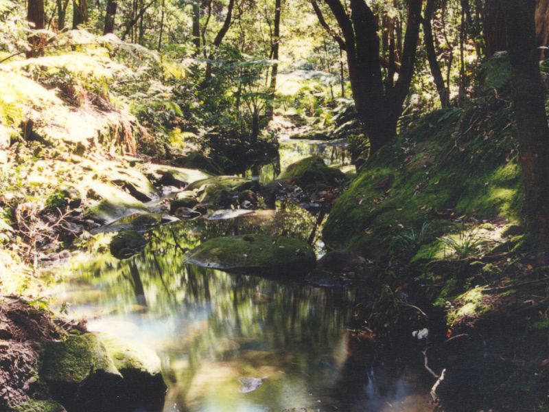 Blue Gum Creek