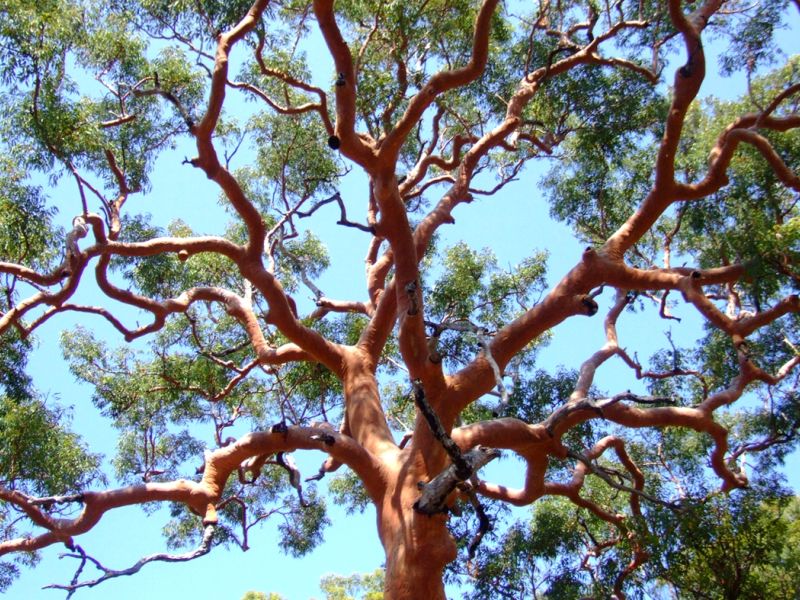 Angophora Canopy