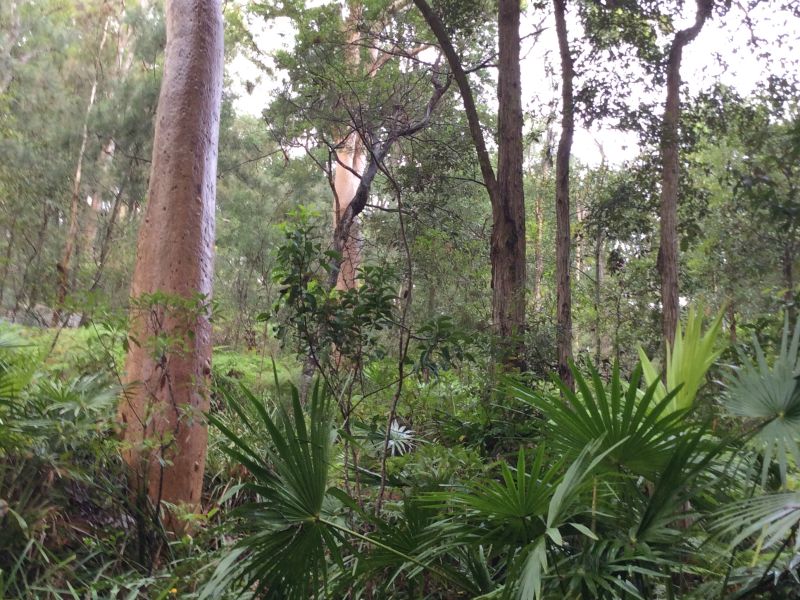 bird watch with Narawan Williams at Blue Gum Reserve 22 feb 2015